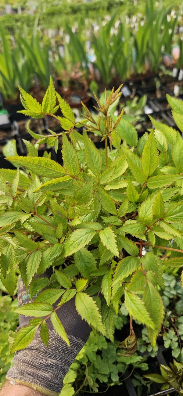 Astilbe 'Younique Ruby Red'