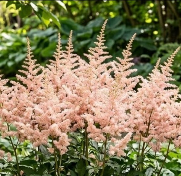 Astilbe 'Younique Salmon'