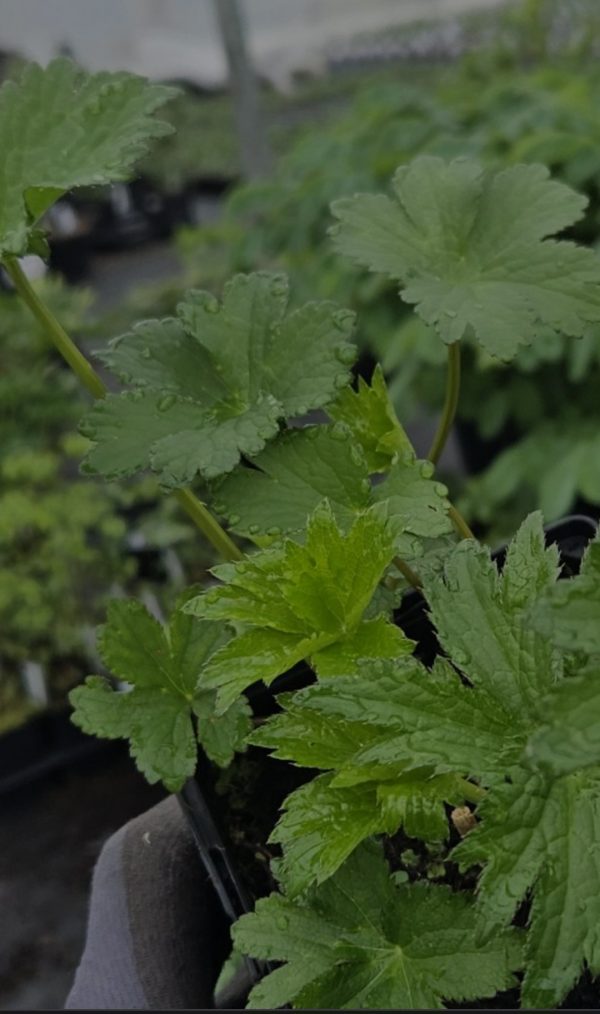 Astrantia 'Magical Red'