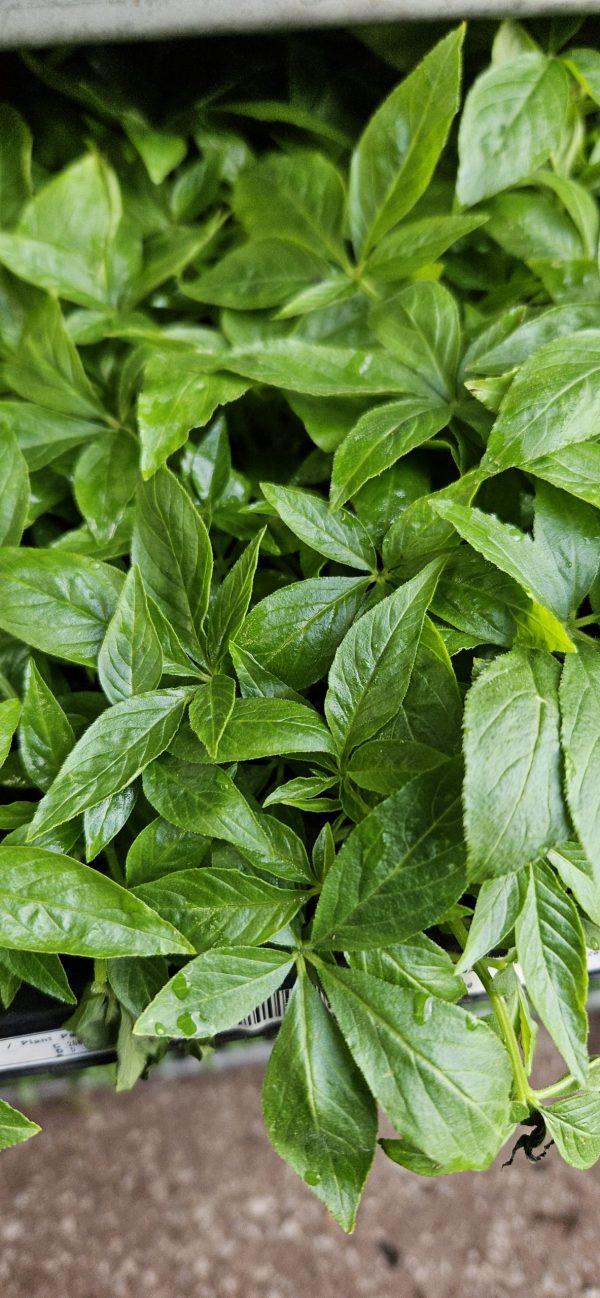 Cleome hassleriana 'Kelly Pink'