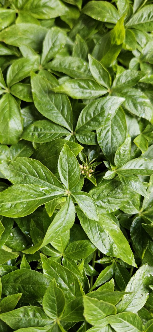 Cleome hassleriana 'Kelly Pink'
