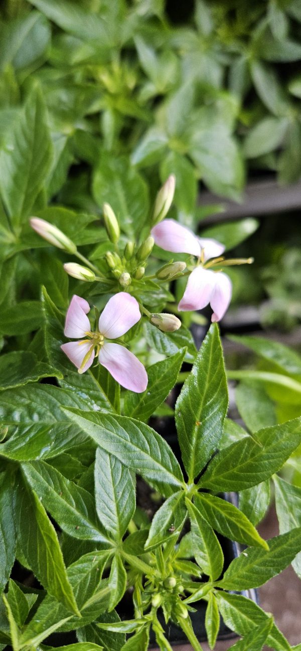 Cleome hassleriana 'Kelly Pink'