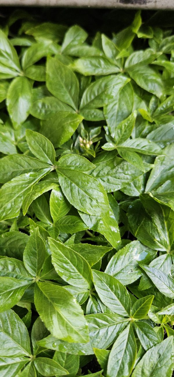 Cleome hassleriana 'Kelly Rose'