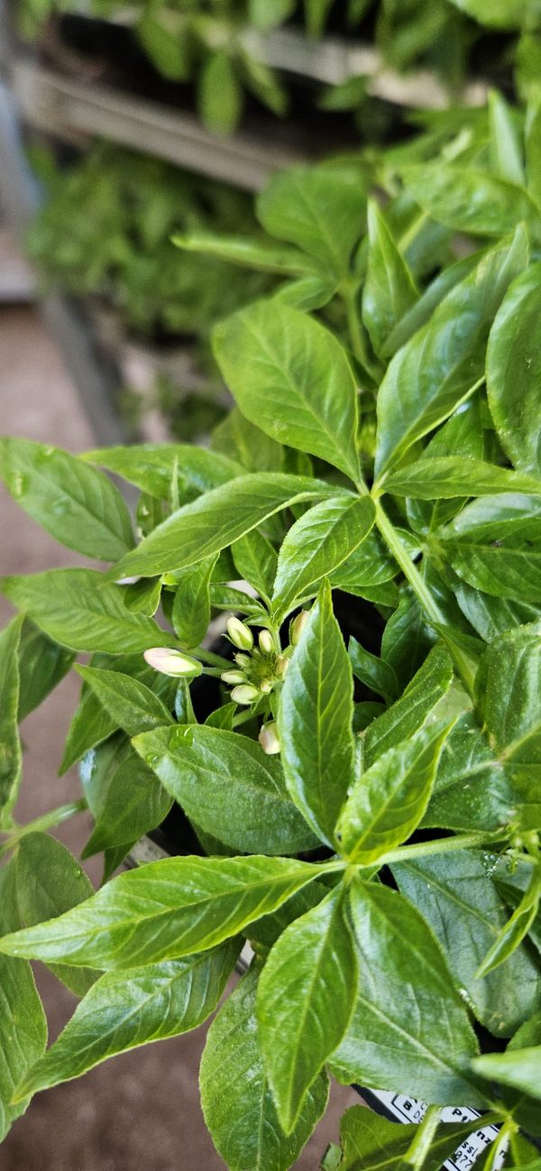 Cleome hassleriana 'Kelly Rose'