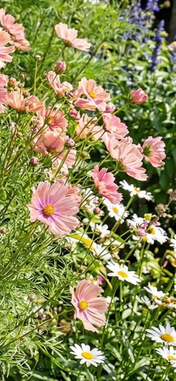 Cosmos bipinnatus 'Apricotta'