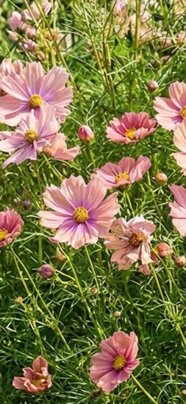 Cosmos bipinnatus 'Apricotta'