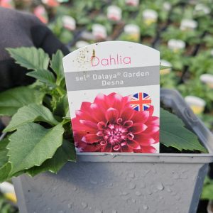 Dahlia Compact Sel Dalaya Garden 'Desna'