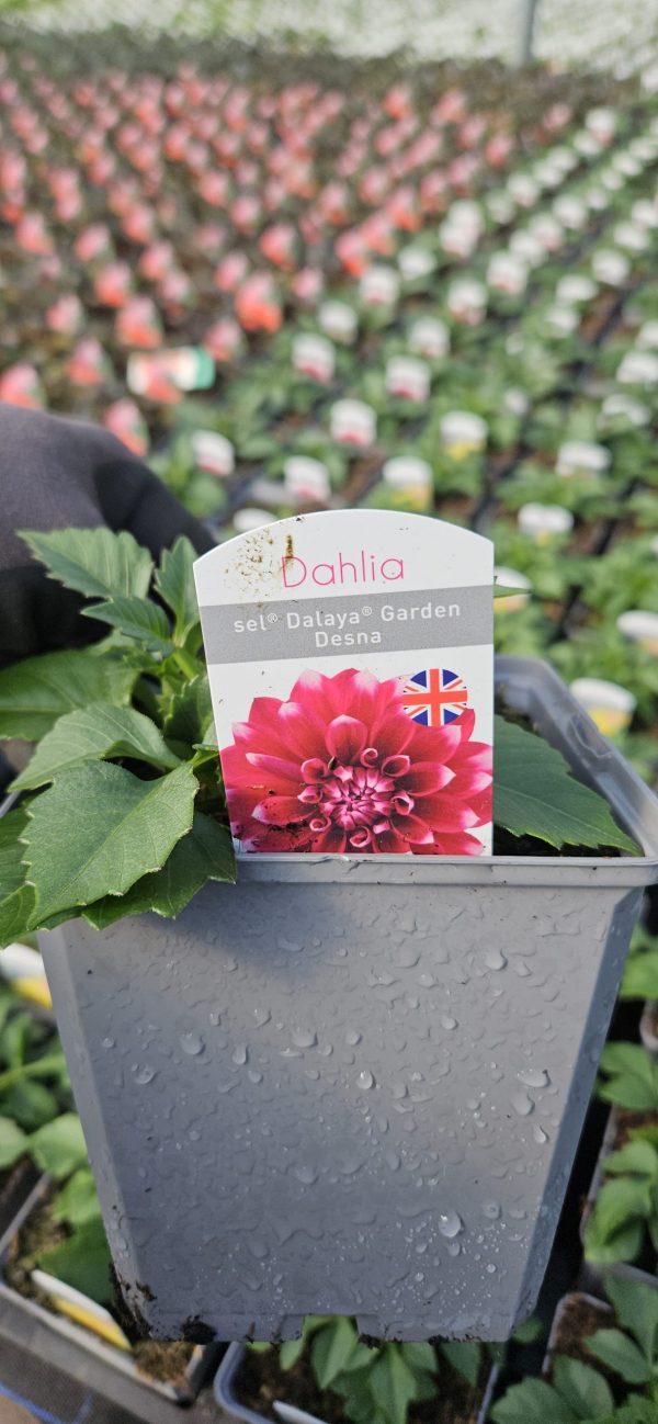Dahlia Compact Sel Dalaya Garden 'Desna'