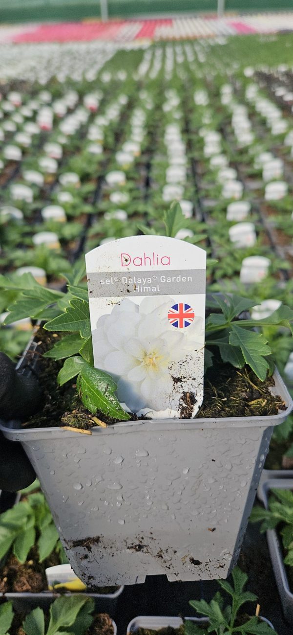 Dahlia Compact Sel Dalaya Garden 'Himal'