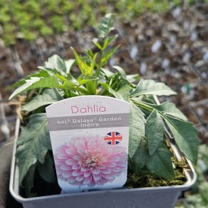Dahlia Compact Sel Dalaya Garden 'Indira'