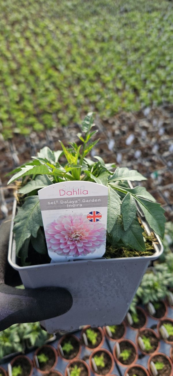 Dahlia Compact Sel Dalaya Garden 'Indira'