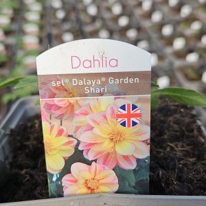 Dahlia Compact Sel Dalaya Garden 'Shari'