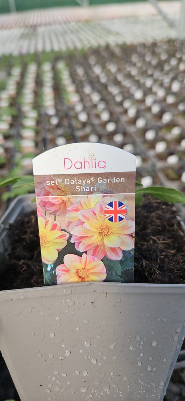 Dahlia Compact Sel Dalaya Garden 'Shari'