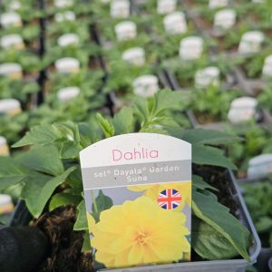 Dahlia Compact Sel Dalaya Garden 'Suna'