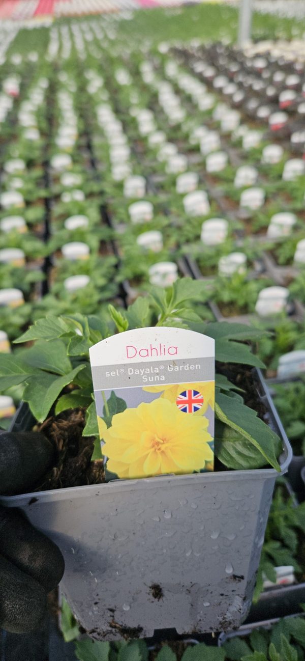 Dahlia Compact Sel Dalaya Garden 'Suna'