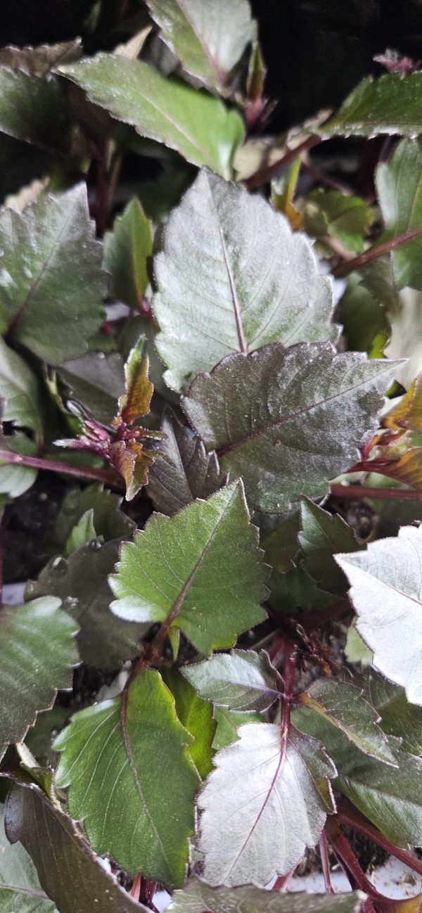 Dahlia Gardenetta 'Velvet Crush' Dahlia Gardenetta 'Velvet Crush'