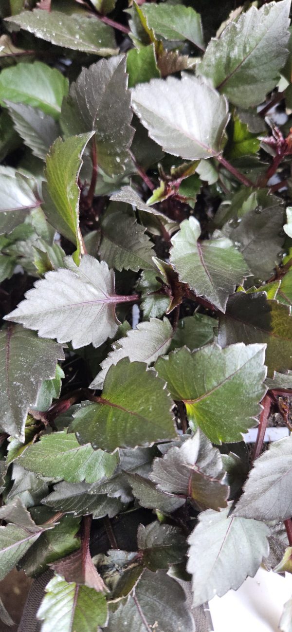 Dahlia Gardenetta 'Velvet Crush'2 Dahlia Gardenetta 'Velvet Crush'