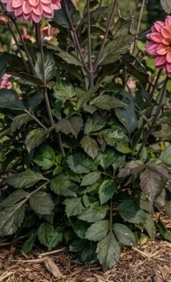 Dahlia 'Night Silence'