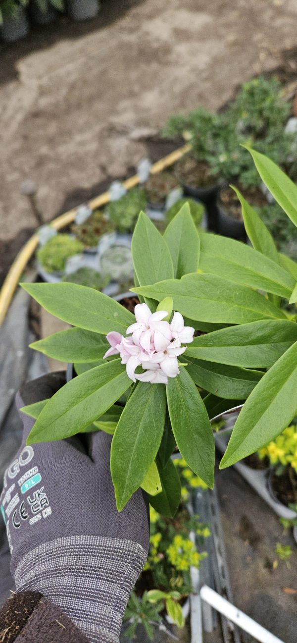 Daphne 'Perfume Princess'3 Daphne 'Perfume Princess'