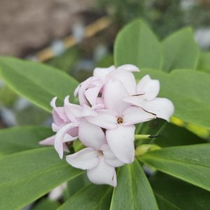 Daphne 'Perfume Princess'