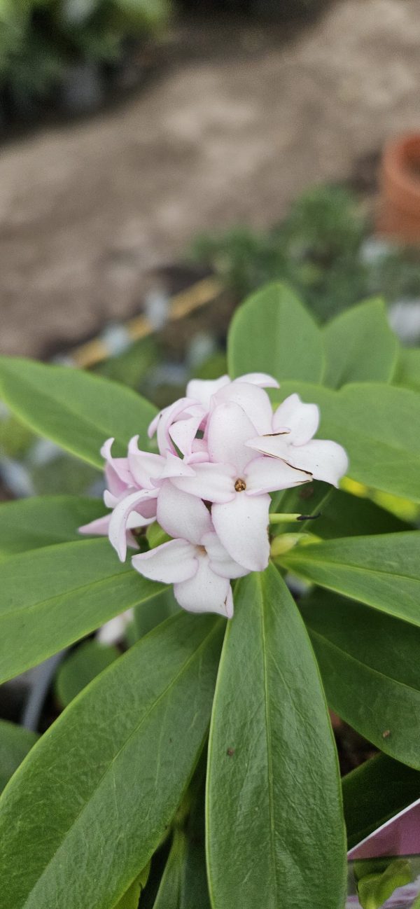 Daphne 'Perfume Princess'4 Daphne 'Perfume Princess'