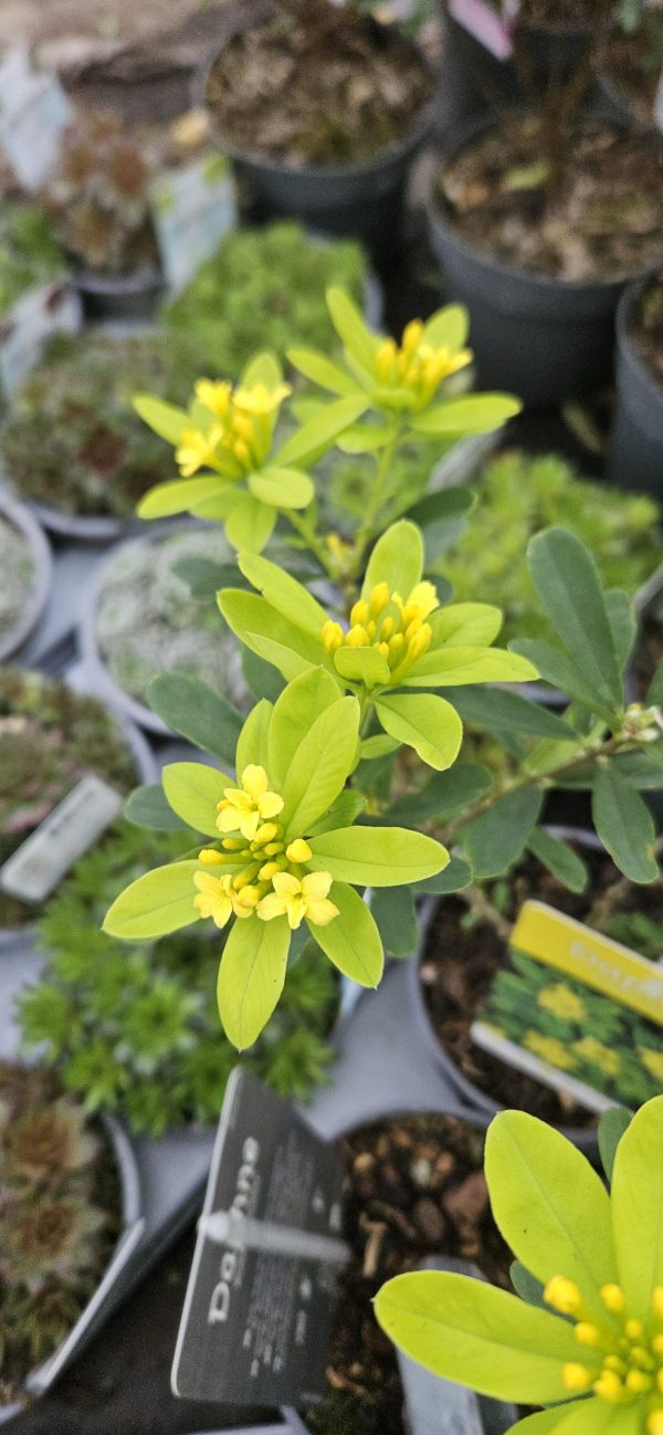 Daphne gemmata 'Royal Crown'