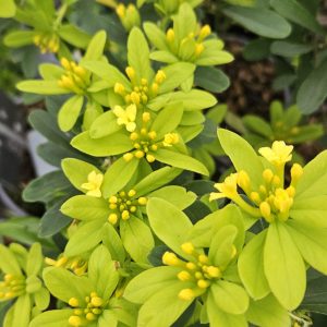 Daphne gemmata 'Royal Crown'
