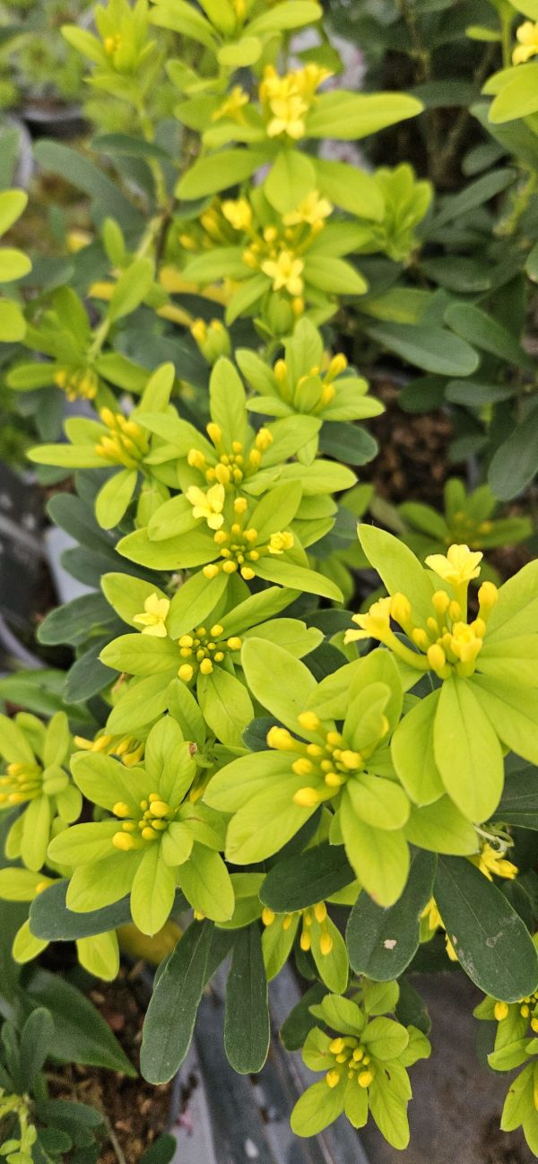 Daphne gemmata 'Royal Crown'