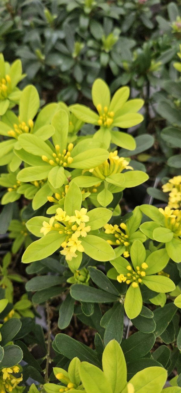 Daphne gemmata 'Royal Crown'