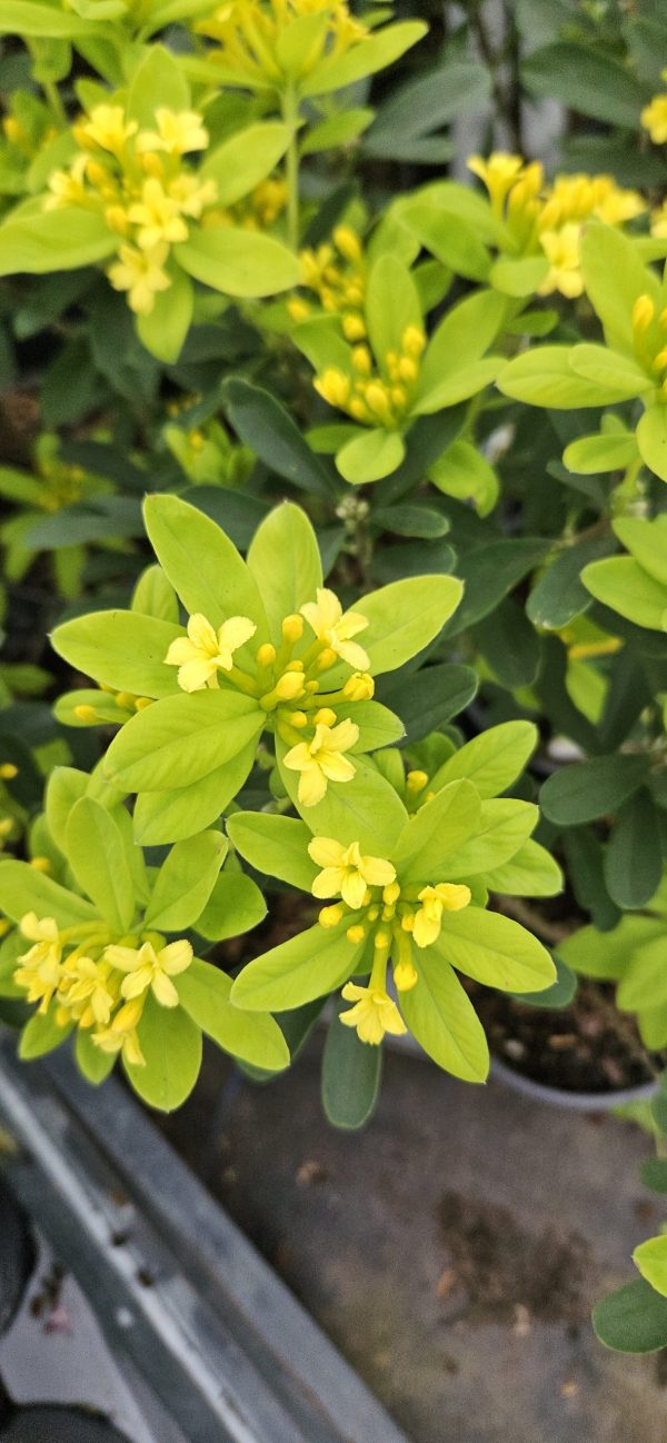 Daphne gemmata 'Royal Crown'