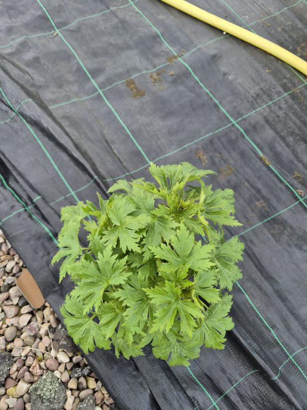 Delphinium 'Cha Cha'