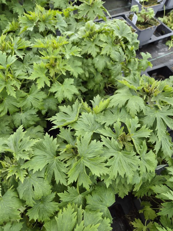 Delphinium 'Cha Cha'