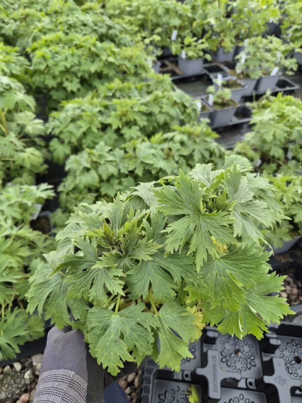 Delphinium 'Cha Cha'