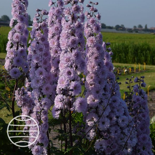Delphinium 'Cha Cha'
