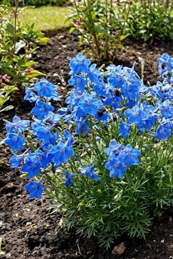 Delphinium grandiflorum 'Ocean Cheer Blue' Delphinium grandiflorum 'Ocean Cheer Blue'