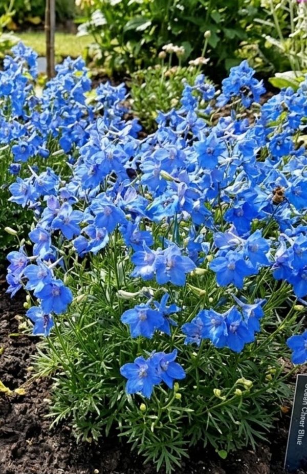 Delphinium grandiflorum 'Ocean Cheer Blue'2 Delphinium grandiflorum 'Ocean Cheer Blue'