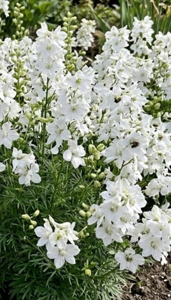 Delphinium grandiflorum 'Ocean White'