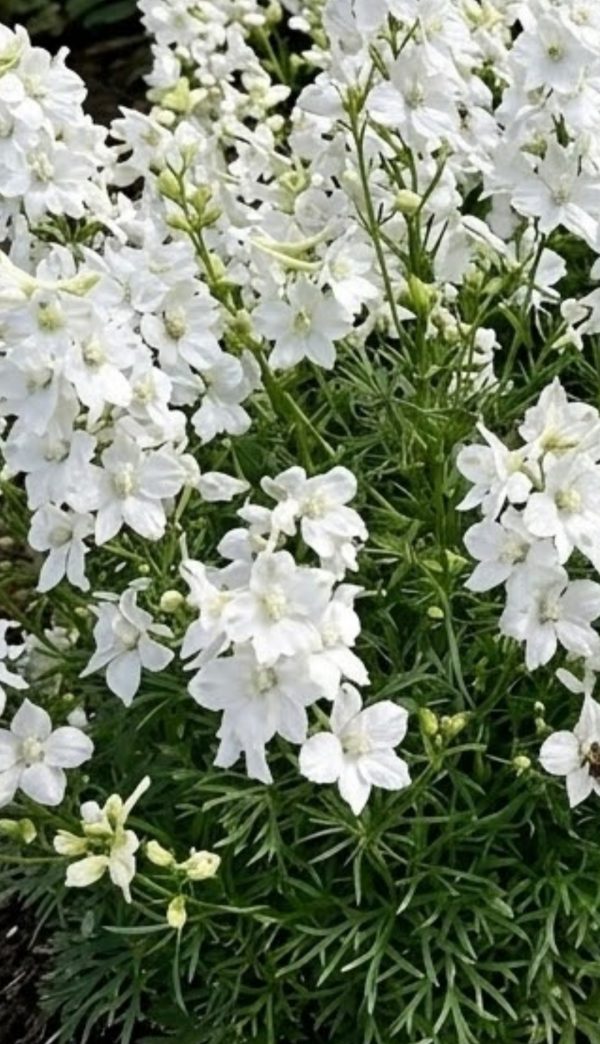 Delphinium grandiflorum 'Ocean White'