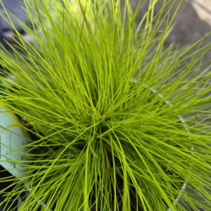 Deschampsia flexuosa 'AmiLime'