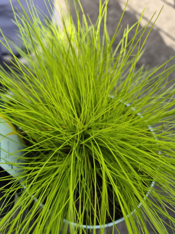 Deschampsia flexuosa 'AmiLime'