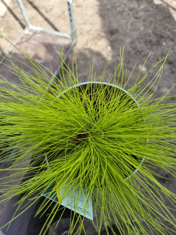 Deschampsia flexuosa 'AmiLime'