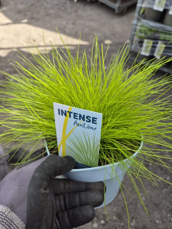 Deschampsia flexuosa 'AmiLime'