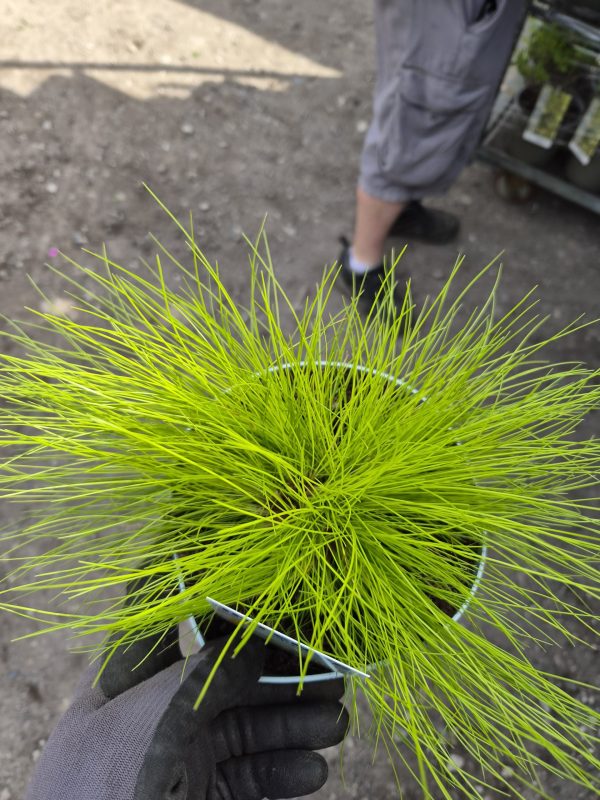 Deschampsia flexuosa 'AmiLime'