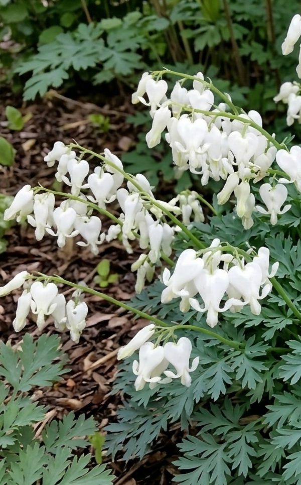Dicentra 'Amore Titanium'