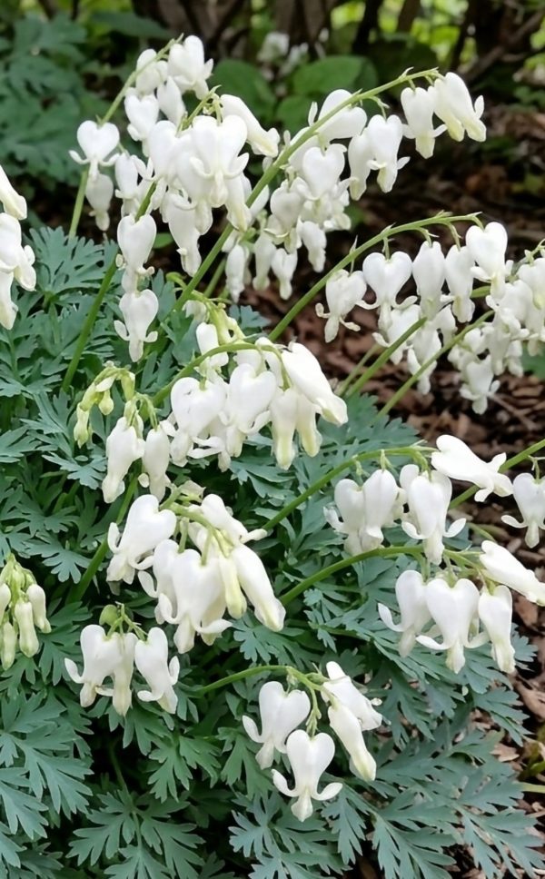 Dicentra 'Amore Titanium'