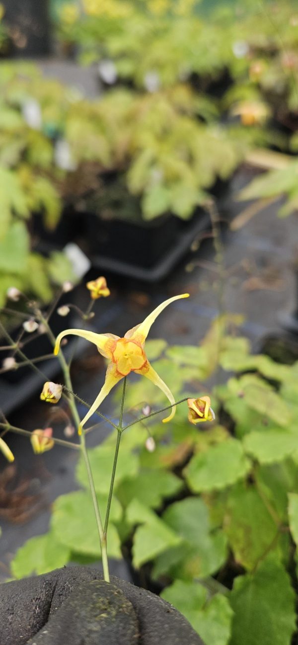 Epimedium 'Amber Queen'