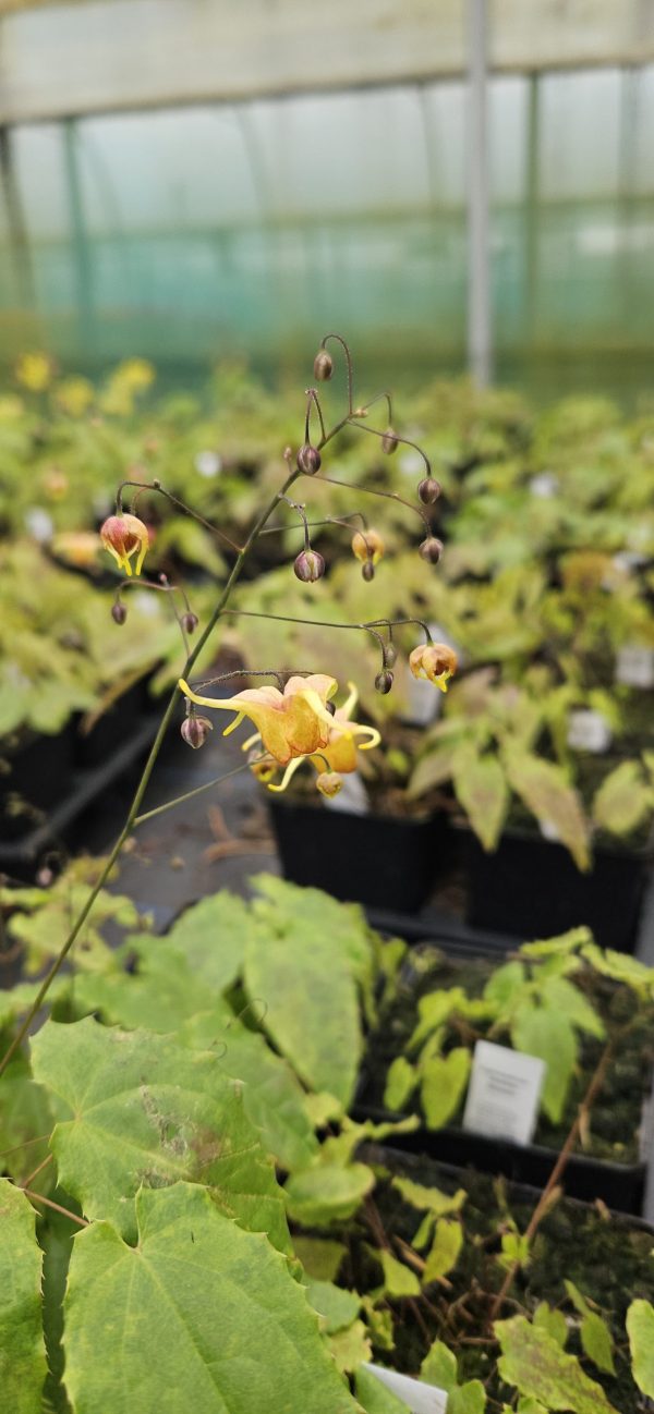 Epimedium 'Amber Queen'