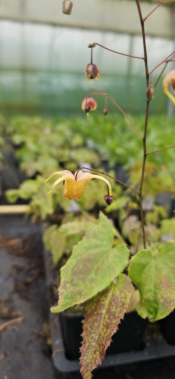 Epimedium 'Amber Queen'