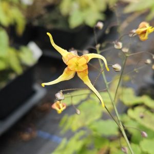 Epimedium 'Amber Queen'