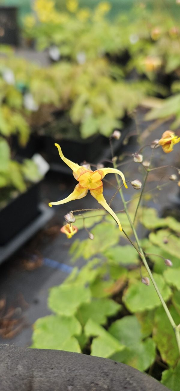Epimedium 'Amber Queen'